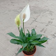 [Plantopia] Peace Lily 和平百合 | Pokok Bunga Hidup | Indoor Flower Plant