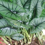 alocasia bisma silver bonggolan