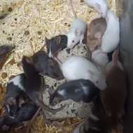 mencit betina medium 14-20 gram . random Tikus putih ataupun Jepang