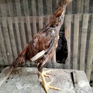 Jual Ayam Shamo Super Ekor Lidi Tulangan Besar Berkualitas