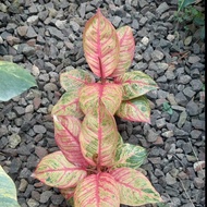aglonema hughes merah - borongan 3 pot - 7/8 daunan - nbp