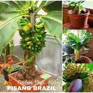 BIBIT POHON PISANG BRAZIL PENDEK BERBUAH TAMBULANPOT