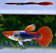 【成崧水族】丹頂紅尾魚 丹頂紅尾 孔雀魚 小型魚 熱帶魚