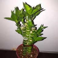 Indoor Plant
Lotus Bamboo