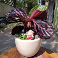 CÂY giống ĐUÔI CÔNG [ CÂY PHONG THỦY ĐỂ BÀN HOẶC PHÒNG KHÁCH...] [BEST Express]