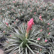 Air Pineapple Houston