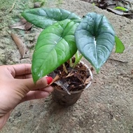 ALOCASIA BISMA