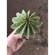 [Koleksi Gambar Dunia Akar Sebenar] Kaktus 9.99