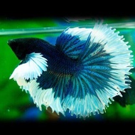 Dumbo Ear Betta / Elephant Ear Rosetail Betta / Dumbo Halfmoon