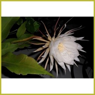 ∬ ❂ queen of the night cactus plant