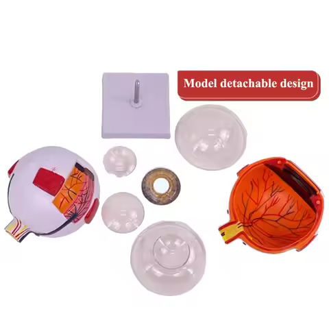 Medical Science Teaching 6 Times Full-Size Human Plastic Anatomical 6 Parts Eye Model