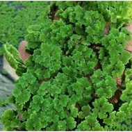 Azolla Animal Feed 1kg. 