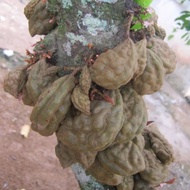 Anak Pokok Buah Katak Puru/ Buah Nam-Nam