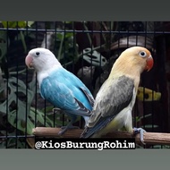 burung lovebird biola PB ewing dan biola blue sepasang dewasa
