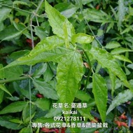 憂遁草(沙巴蛇草)盆栽，高度約60公分以上
