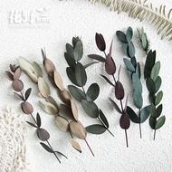 Flower Wild Preserved Flower Eucalyptus Small Pointed Leaf Beautiful Leaf Eucalyptus Leaf Mini Ring 