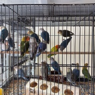 BURUNG LOVEBIRD MANGSI | BURUNG LOVEBIRD COBALT REALPICT