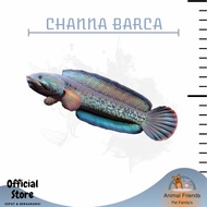 IKAN PREDATOR CHANNA BARCA