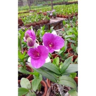 Bunga Anggrek Dendrobium Mini Paragon