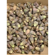 LITHOPS CLEARING STOCK OFFER 生石花清仓促销