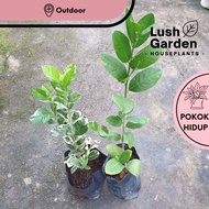 Lemon Tree Or Variegated Lemon Tree / Pokok Limau 柠檬树苗 Fruit Tree Live Plant Pokok Buah 果树 [Lush Gar