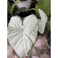 Keladi moonlight/ caladium rare/ caladium thai