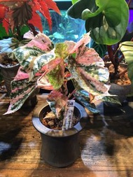 錦葉富士山秋海棠 Variegated BEGONIA ‘SNOW CAP’
