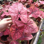 Pokok keladi siam / caladium red &amp; pink