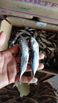 ikan asin kembung rebus kenaren rebus murah 1kg