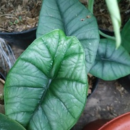 tanaman hias alocasia bisma harga perpot