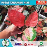 Tanaman Hias Aglaonema/Aglonema KOCHIN RED MAJESTY (Aglaonema/Srirejeki)
