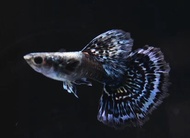 [1pair] Blue Dragon Guppy Fish live fish aquarium