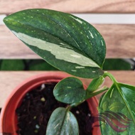 [Indoor Plant] Monstera Standleyana Albo by LS Group