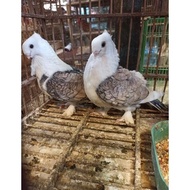 merpati hias santinet sepasang jantan dan betina