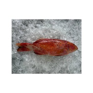 [Kingfish Seafood] Red Grouper (Ang Gau) 红石斑