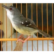 ~Ready Stock~ burung ciblek semi gacor pilihan ciblek cisem Buruan Sebelum Kehabisan
