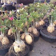 original bibit bahan bonsai adenium bonggol besar kamboja jepang top