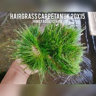 Tanaman aquascape hairgrass carpetan 20x15 - tanaman aquascape hairgrass - tanaman hias untuk aquarium
