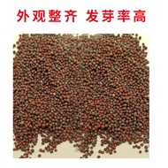 Shandong No. 4 Large Cabbage Seeds Disease-Resistant Cold-Resistant Core Cabbage Seeds Four Seasons 