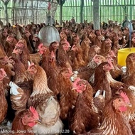 Best Seller Ayam Merah - Ayam Petelur Afkir - Ayam Afkir - Ayam Telur