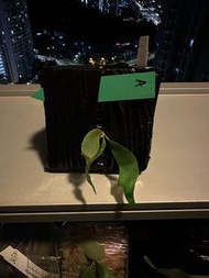 藍皇后 x 豐收月 鹿角蕨 孢子苖