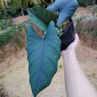 Alocasia Nebula Remaja