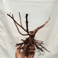 bonsai santigi dongkelan bahan bonsai hiasan hasil dongkelan