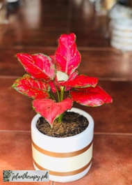 Aglaonema Super Red (Collectors Plant - Last 3 Stocks) - Free pot and white pebbles