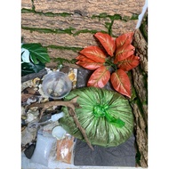 Combo raised with coco peat (free 3 random snails)