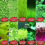 Aquarium Plant Seed Water Grass Foreground Aquatic Plants Carpet Plant Seed,fish aquarium,guppy bett