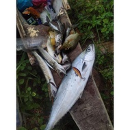 Minnow Lure 50mm 5g (+,-)Sinking