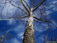 UV (Haze) 1A Multicoated | Multithreaded Glass Filter (72mm) for Nikon AF-S DX NIKKOR 16-80mm f/2.8-