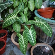 Caladium Lindenii Plant (五彩芋属) Rare