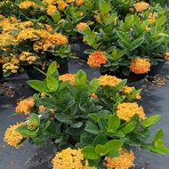 Bunga Ixora Kuning yellow ixora